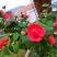 Cattaroom Apartments, private accommodation in city Donji Stoliv, Montenegro