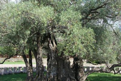 Old olive tree in Mirovica